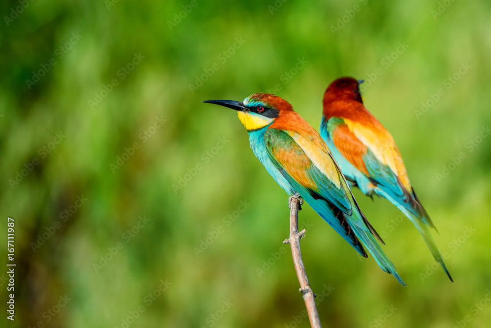 Pair of exotic colorful tropical birds bee-eaters Pair of exotic colorful tropical birds bee-eaters