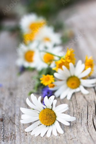 chamomile and yellow flowers