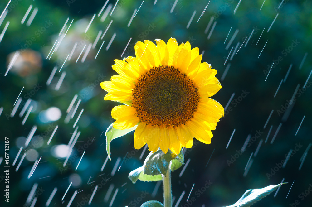 Fototapeta premium The flower of sunflower is lighted by the sun against the background of rain drops