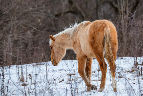 Horse grazing in winter