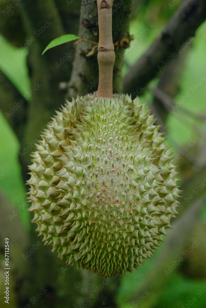durian durian