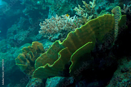 Fragment of colorful coral reef