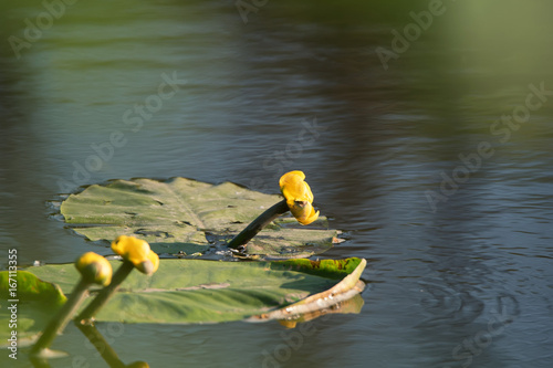 Yellow water-lily or Nuphar lutea blossoms in lake photo