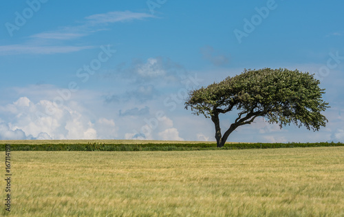 Tree in a green field