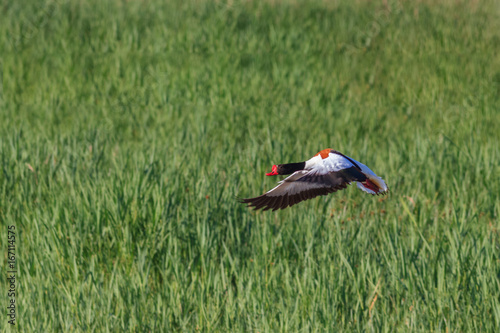 Common Shelduck (Tadorna tadorna) photo