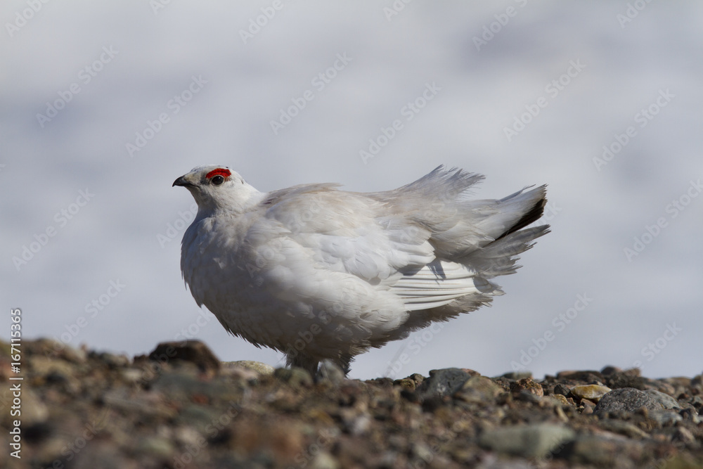 Rock Ptarmigan (Lagopus Muta) showing spring colours near Baker Lake, Nunavut Rock Ptarmigan (Lagopus Muta) showing spring colours near Baker Lake, Nunavut