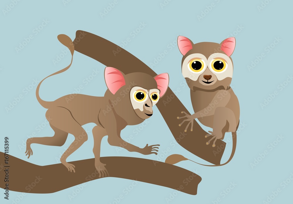 Obraz premium Two tarsiers on tree branch