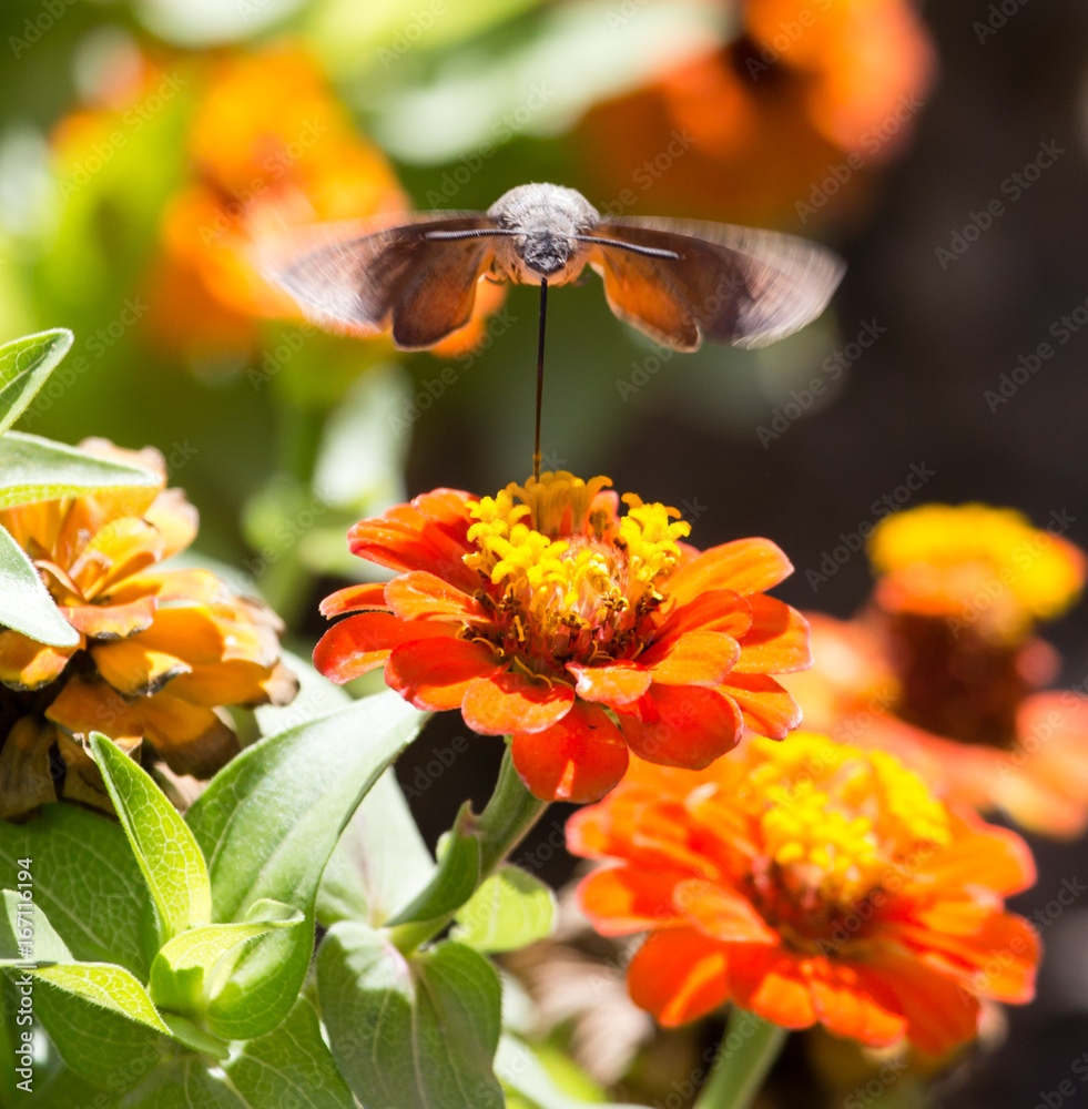 Butterfly in flight gathers nectar from flowers Butterfly in flight gathers nectar from flowers