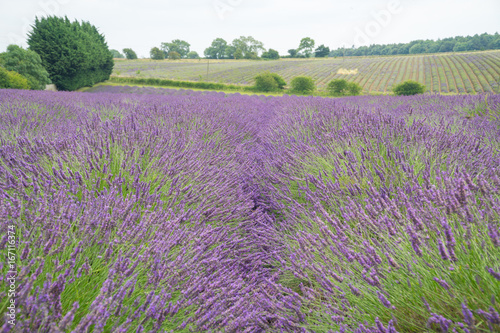 Lavender fields in the summertime