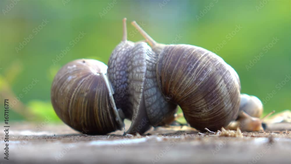 High quality video of snails love in 4K High quality video of snails love in 4K