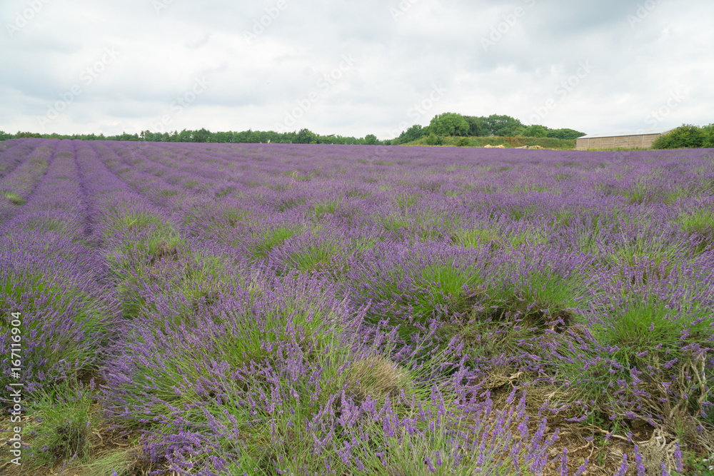 Fototapeta premium Lavender fields in the summertime