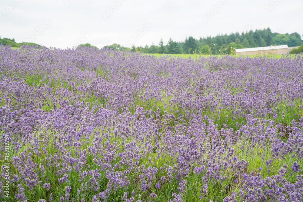 Lavender fields in the summertime