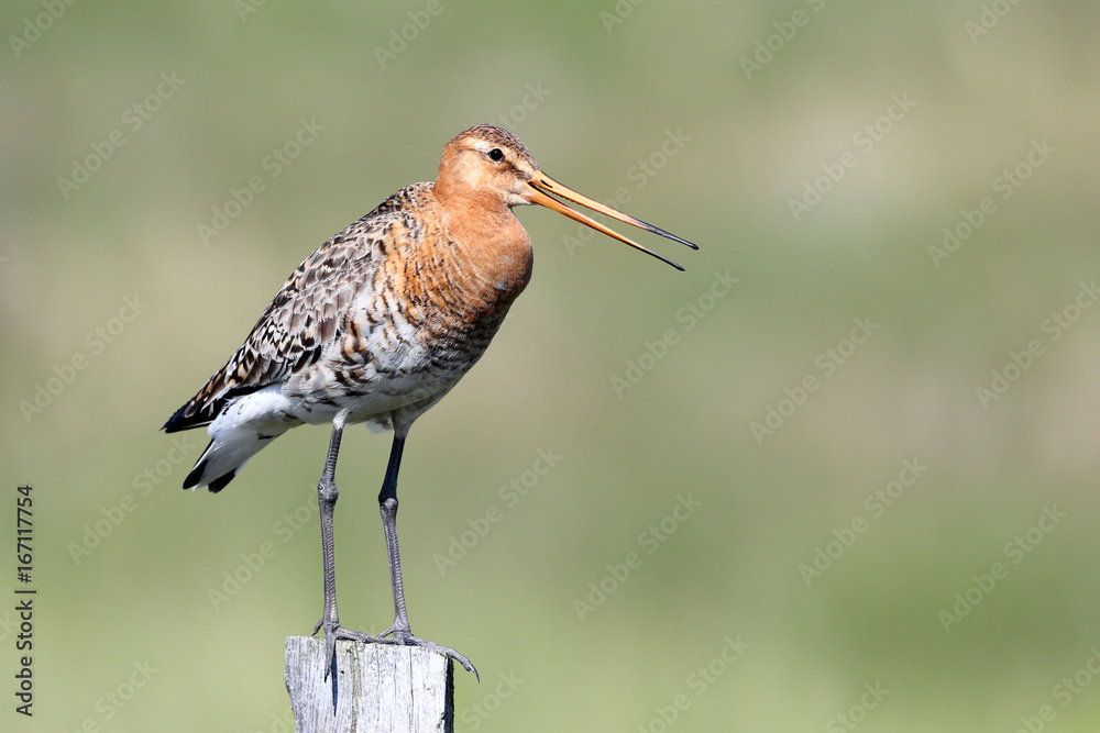 Obraz premium Black-tailed Godwit
