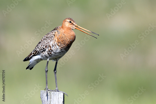 Black-tailed Godwit
