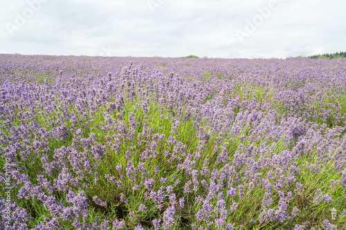Lavender fields lilac flowers outside in the summertime