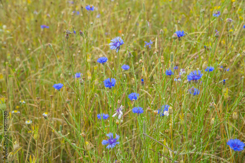 Wild flowers in a meadow at summertime