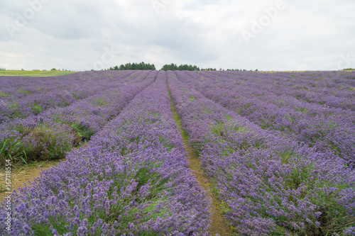 Lavender fields lilac flowers outside in the summertime