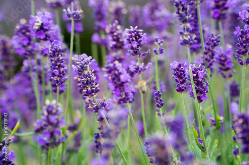 Lavender fields lilac flowers outside in the summertime © Anthony