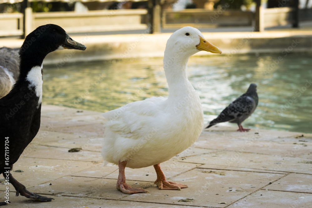 A duck stand up looking to the right A duck stand up looking to the right