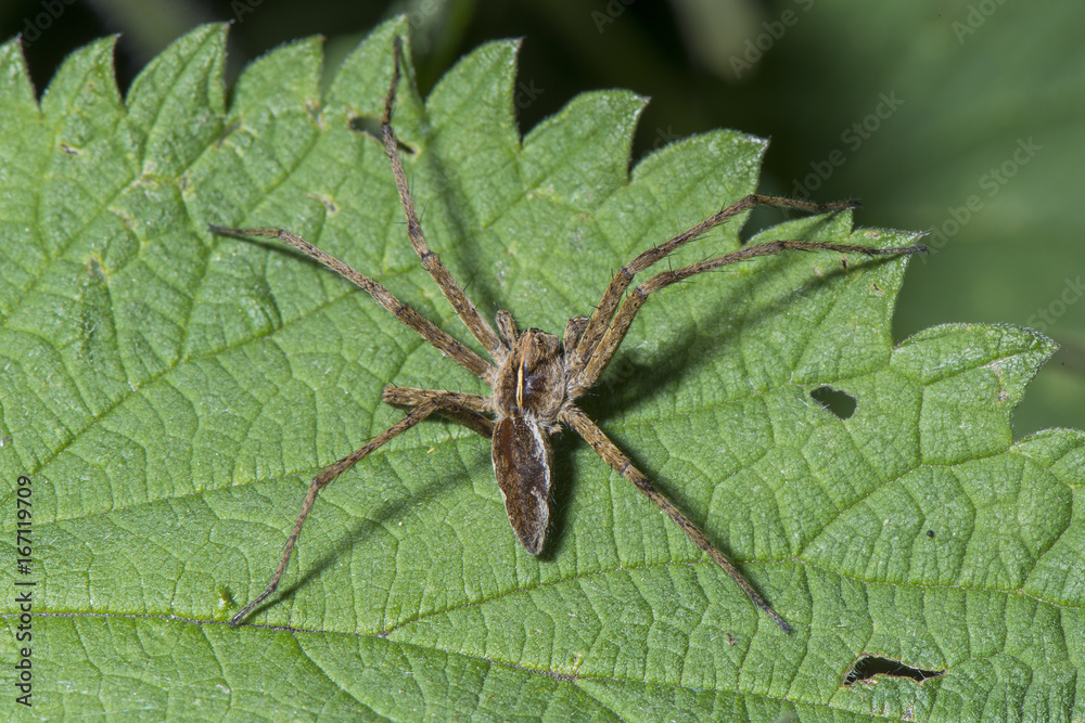 Spider lies on a leaf. Spider lies on a leaf.