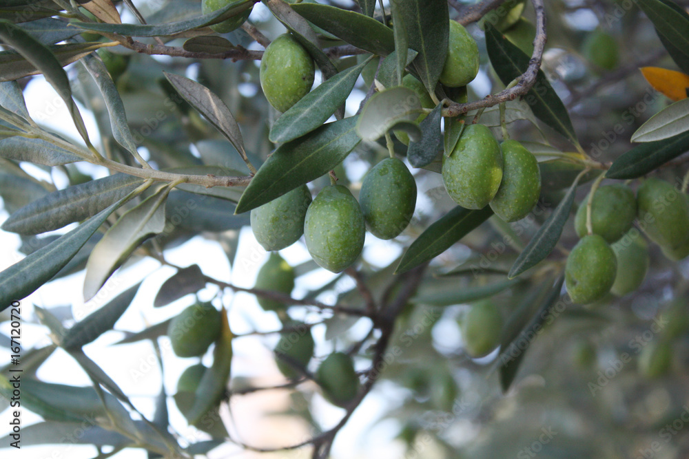 olive olive