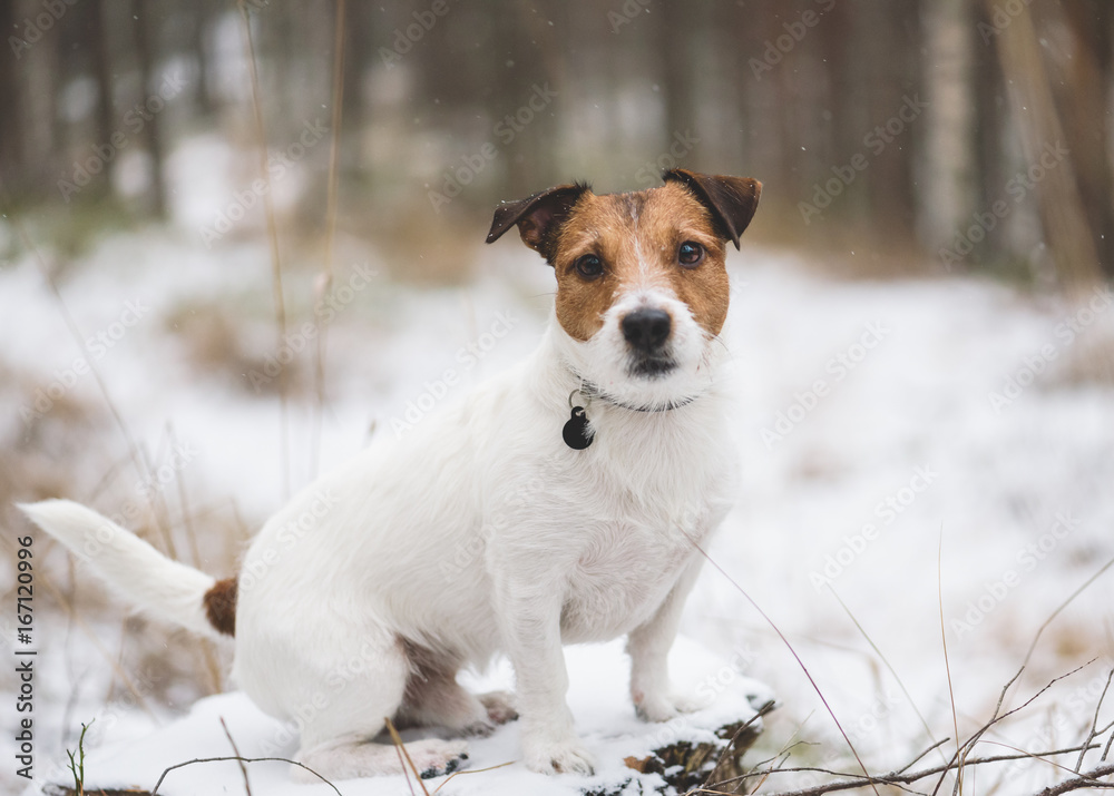 Cute dog sitting at winter forest on stump covered with snow