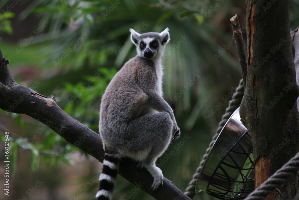 Fototapeta premium lémurien