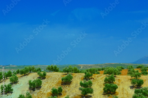 Olive grove landscapes of Andalusia photo