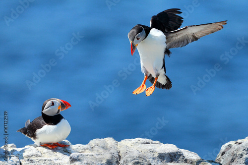 Canvas Print Puffin landing next to a puffin
