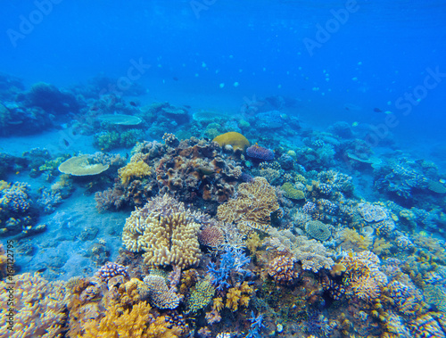 Fototapeta Naklejka Na Ścianę i Meble -  Coral panorama in tropical seashore. Undersea landscape photo