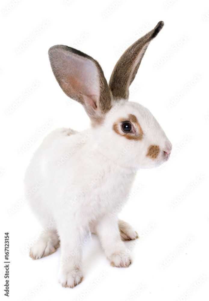 Checkered Giant rabbit Checkered Giant rabbit
