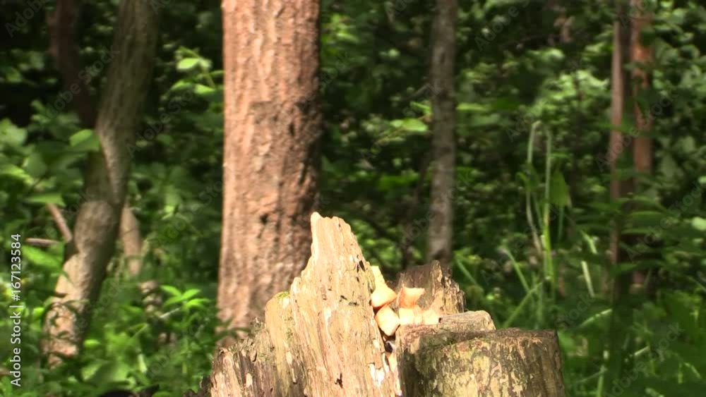 Great spotted woodpecker on a stump. Great spotted woodpecker on a stump.