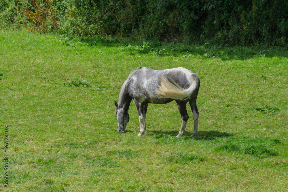 Horse grazing in a field in Cornwall in the summertime