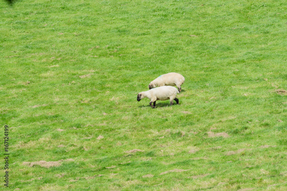 Sheep grazing in a field in the summertime Sheep grazing in a field in the summertime