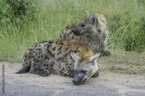 Hyena resting after an evening hunt