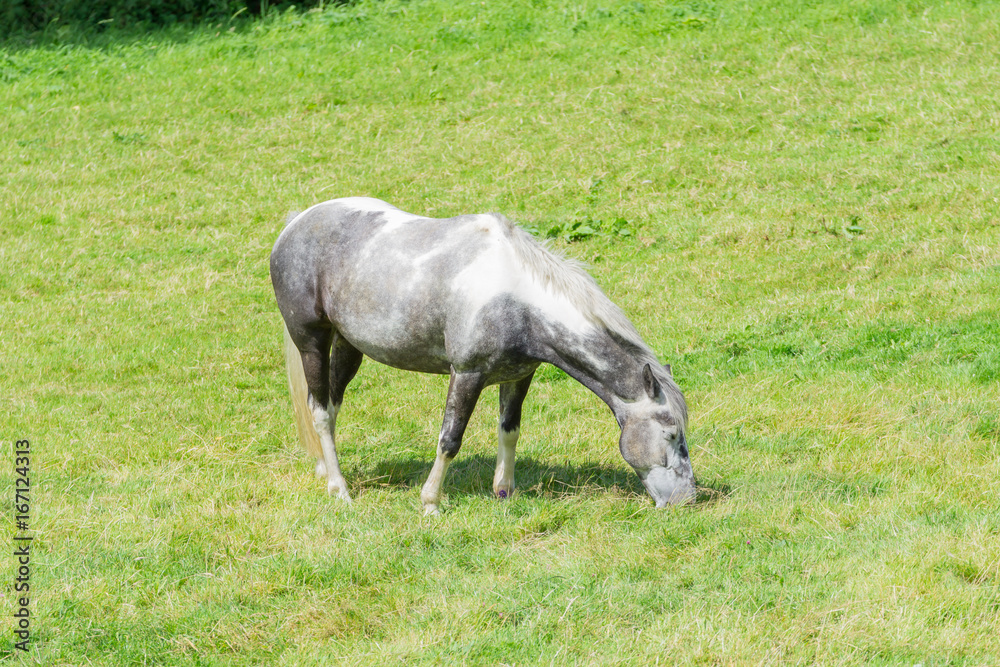 Obraz premium Horse grazing in a field in Cornwall in the summertime