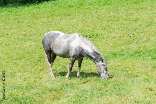 Horse grazing in a field in Cornwall in the summertime © Anthony