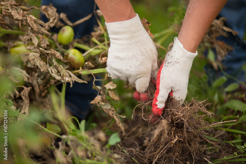 Closeup hands in gloves uproot sick tomato plant photo