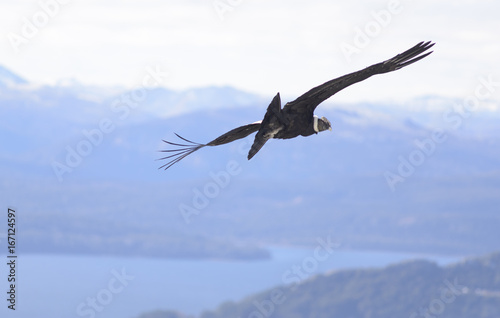 Andean Condor, flying over the mountain range of the Andes.