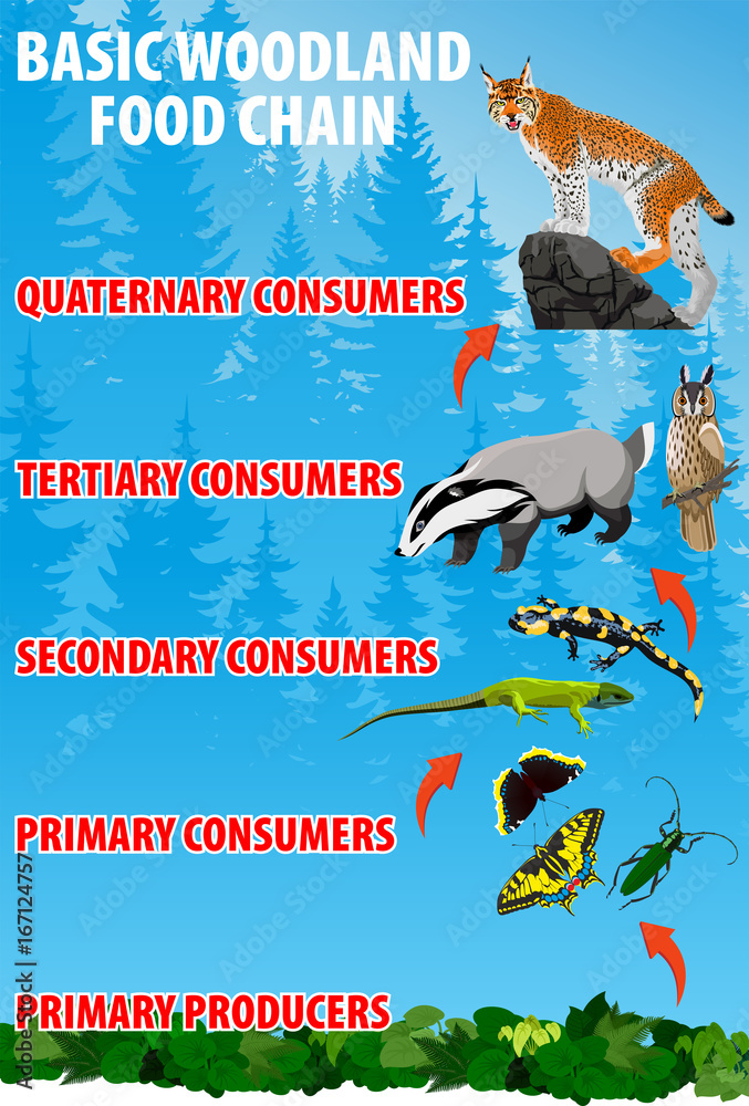 Basic woodland food trophic chain.Forest ecosystem energy flow. Vector