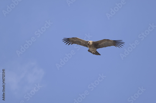 Andean Condor, flying over the mountain range of the Andes. © buenaventura13