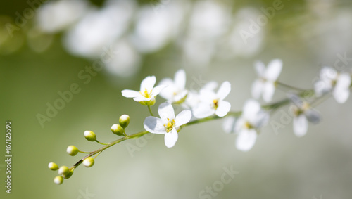 Small white flowers on the nature