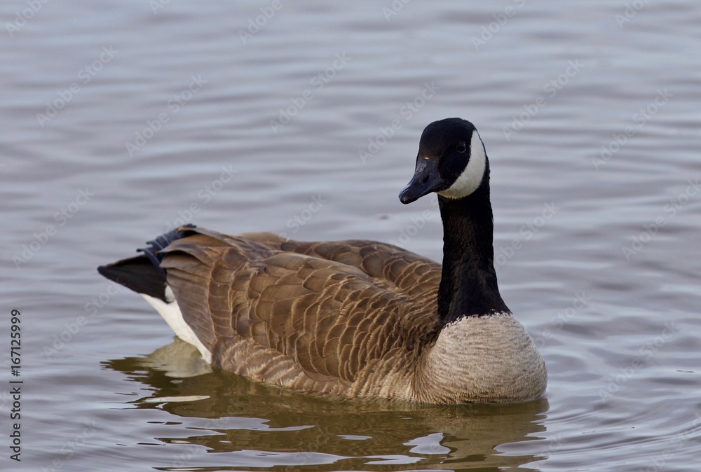 Beautiful isolated picture with a Canada goose in the lake Beautiful isolated picture with a Canada goose in the lake