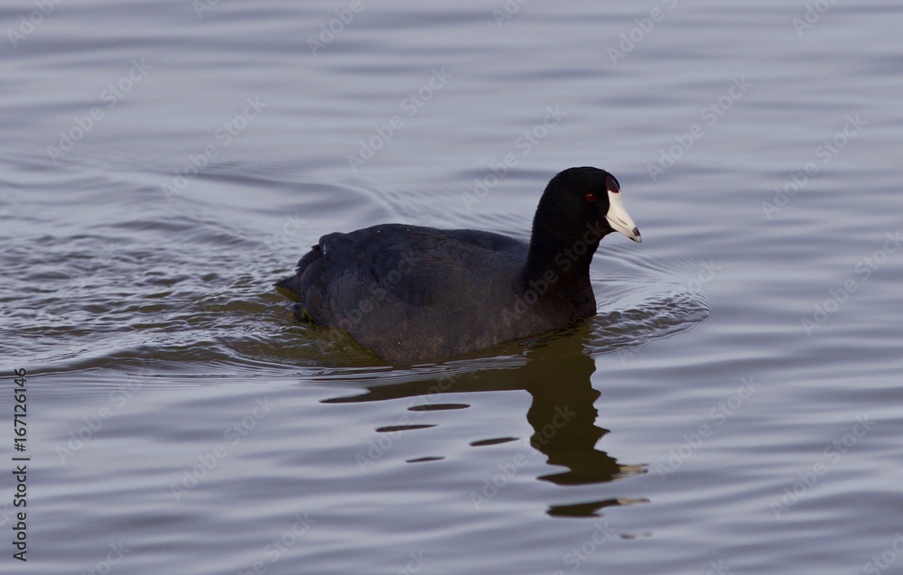 Beautiful background with amazing american coot in the lake Beautiful background with amazing american coot in the lake