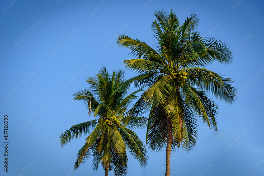 Coconut palm trees on blue sky background. Coconut palm trees on blue sky background.