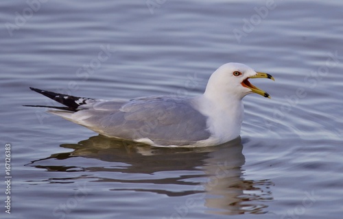 Beautiful isolated image with a gull screaming in the lake