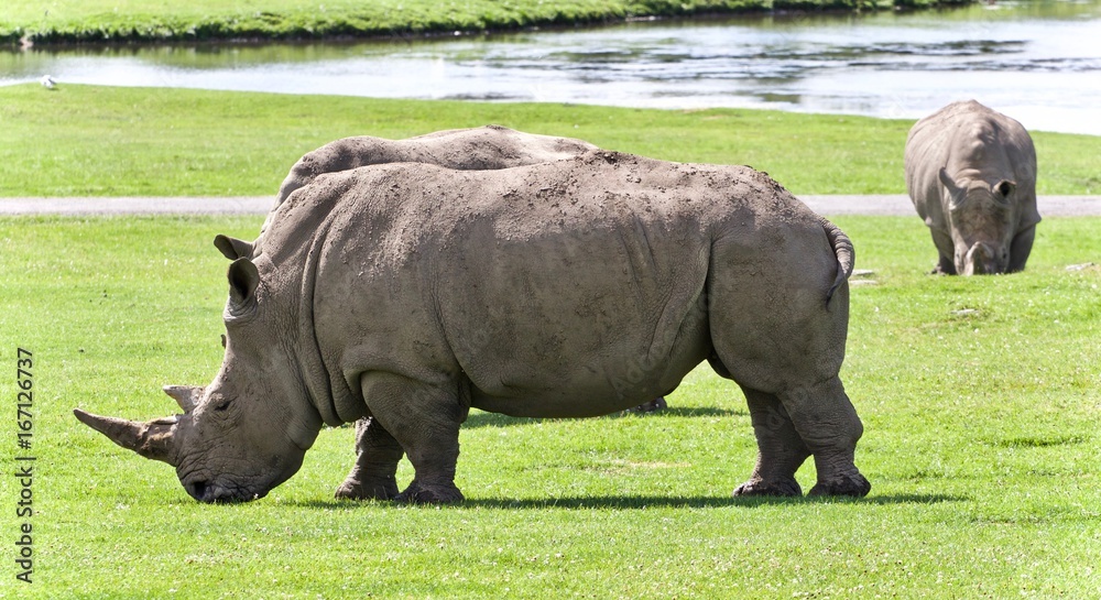 Background with two rhinoceroses eating the grass Background with two rhinoceroses eating the grass