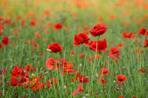 Close up of red poppies blur background in a garden in the summer © Anthony