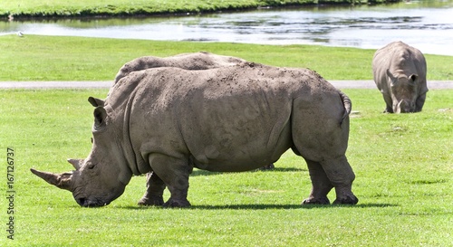 Background with two rhinoceroses eating the grass