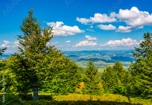 forest on a hillside of Carpathian Mountain Ridge